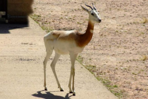 Gazelle-lady ili sahara gazelle - životinja s prekrasnim imenom